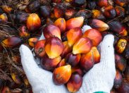 Il "maligno" olio di palma, da dicembre evitarlo sarà più facile