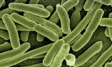 Allerta infezione: agente patogeno Candida Auris resiste agli antibiotici